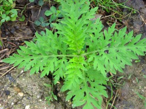 Common ragweed 1a