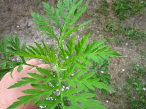 Common ragweed 4a