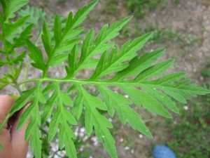 Common ragweed 5a