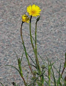 Yellow Goatsbeard