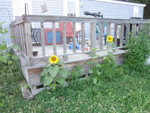 2014.07.17 Sunflowers3