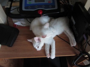 Sleeping on my desk